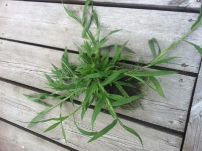 mauvaise herbe.jpeg