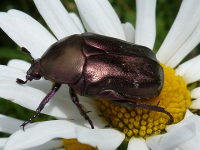 cetoine-doree.jpg