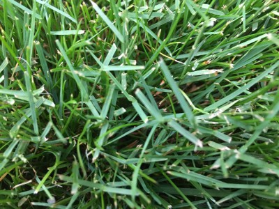 IMG_2339.JPG