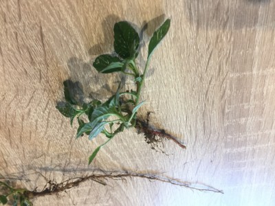 herbe indésirable