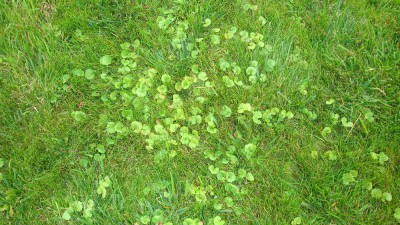 Lierre terrestre 01 08 2016.JPG
