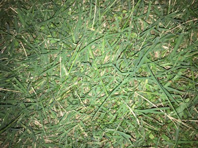 IMG_8963.JPG