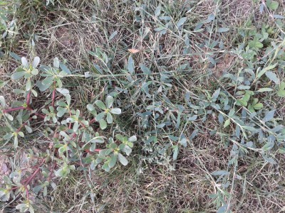 autres mauvaises herbes