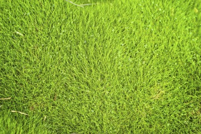 zoysia plante adulte.jpg