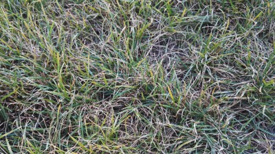 IMG_20170808_201729[1].jpg