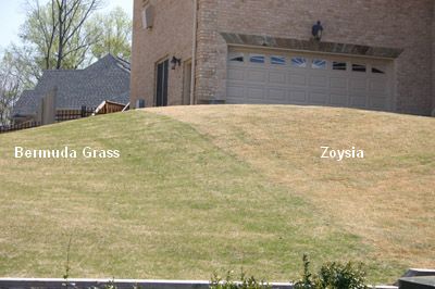 bermuda vs zoysia spring.jpg