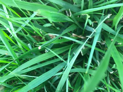 IMG_5323.JPG