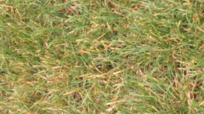 DSC_0123.JPG