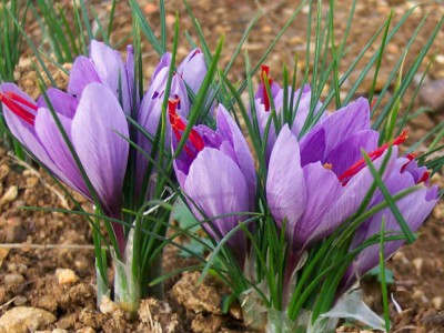 Crocus-sativus-Saffron-Crocus2.jpg