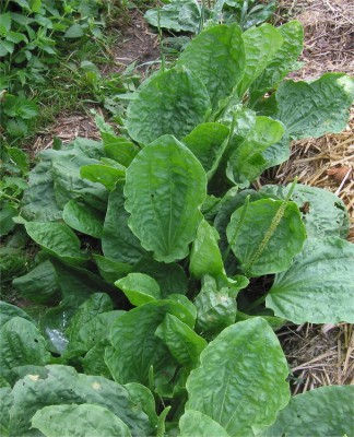 plantain majeur dans le gazon.jpg