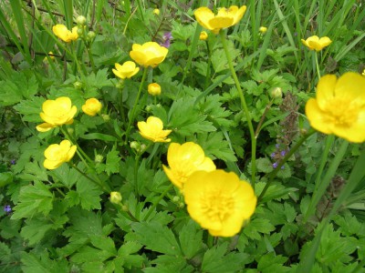 renoncule bouton d'or.jpg