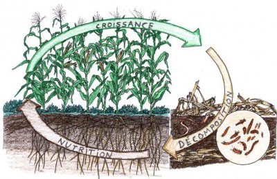 nutrition cycle sol-plante.jpg