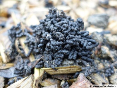 turricules-paillage-600x450.jpg