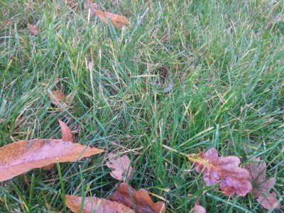 IMG_20151015_171231.jpg