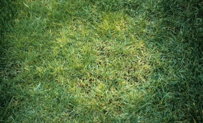 pythium.jpg