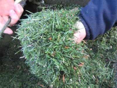 qualité de l'herbe tondu.JPG