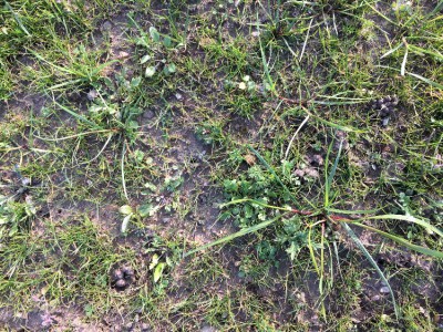 Zoom mauvaise herbe 1