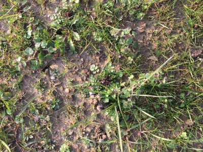 Zoom mauvaise herbe 2