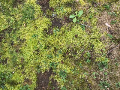 Mauvaise herbe ?