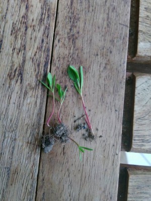 20180326-182109.jpg