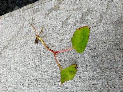 Est ce que c'est une mauvaise herbes?