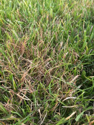 IMG_20180607_194944.jpg