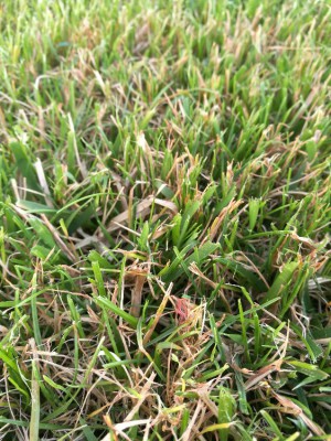 IMG_20180607_194940.jpg