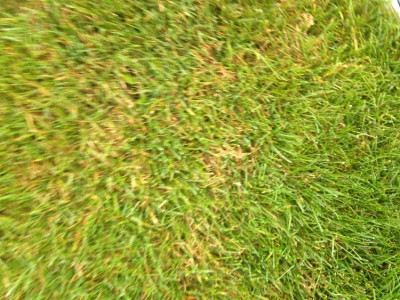 IMG_1538.JPG