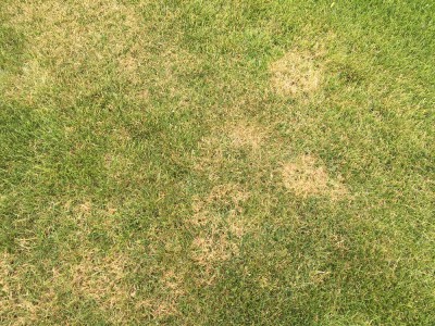 1 jour apres application Algifol green et protecto