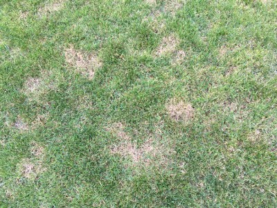 1 jour apres application Algifol green et protector