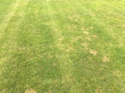 Photos 2 jours après l'application de l'Algifol Green + Protector