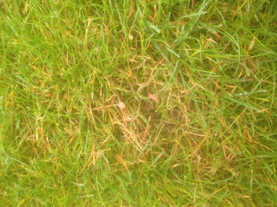 IMG-0901.JPG
