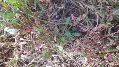 20180624_103135_resized.jpg