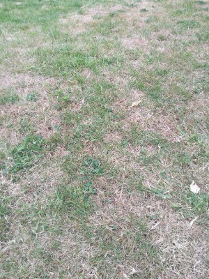 IMG_20180706_092953.jpg