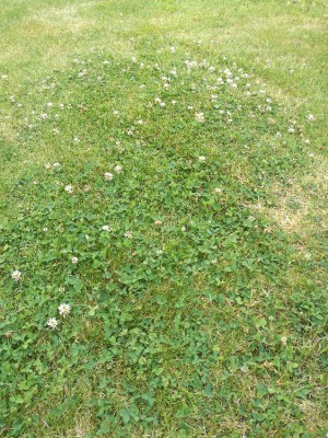 IMG_20180706_093023.jpg