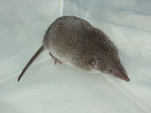 220px-Common_Shrew.jpg
