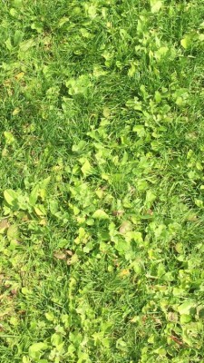 7 juillet 2018 mauvaise herbe.jpg